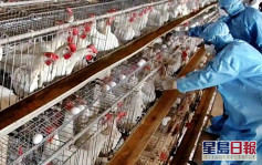 印度4省爆禽流感疫情 致大量鳥類死亡