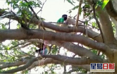 印度男因屋企太逼 遭要求树上进行14天隔离