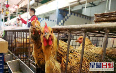 越南广义省爆H5N6禽流感 本港停进口当地禽肉鸡蛋