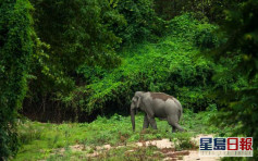 疫情令自然資源復甦 泰國家公園擬每年閉園3個月