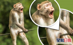 搞笑野生動物攝影獎「痛苦猴」如經歷男人最痛奪冠
