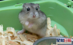 第5波疫情｜寵物商會批下殺鼠令過於倉促 倉鼠關注協會收60宗棄養查詢