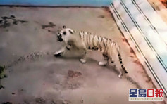 老虎狂转圈疑患抑郁 北京动物园:已进行矫正教育