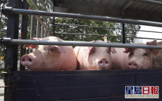 元朗黃泥墩豬埸驗出非洲豬瘟 豬場內所有豬隻需銷毀