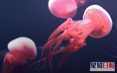中大研究首发现水母带有节肢动物生长激素 助揭繁殖谜团