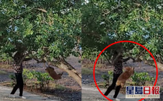【有片】烏溪沙老婦將狗吊在樹上搖晃 狗隻凌空打圈涉虐待