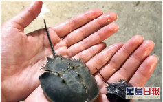 中国鲎濒危 海洋公园一连两天保育日介绍马蹄蟹