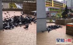 【維港會】坑口站外大批野鴿聚集「揾食」 街坊籲勿亂餵