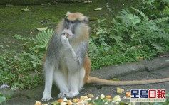台北木柵動物園紅猴逃脫 進入樹林下落不明