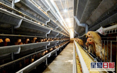匈牙利及德國部分地區爆發禽流感 港暫停進口禽類產品