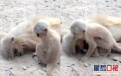 【心酸】猴子媽媽觸電死亡 幼猴徘徊撫摸屍首試圖喚醒