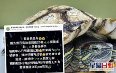 【维港会】港人移民掀「弃龟潮」 约20只待领养龟逼爆领养中心