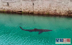 英國南部港灣3日內兩度出現大型鯊魚