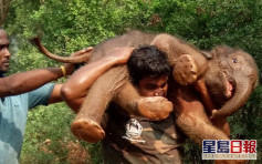 100公斤小象走失被困水沟 印汉抬上肩狂奔50米助寻母