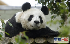 英国考虑将大熊猫送回中国 动物园：疫情期财困养不起