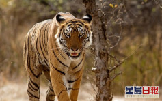 印度老虎咬死老翁 兩年來致9人遇害