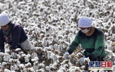 美國全面禁止進口新疆棉花和蕃茄產品