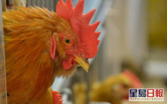 波蘭荷蘭韓國爆H5N1禽流感 港暫停進口疫區禽類產品
