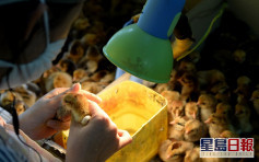 丹麥爆高致病性H5N8禽流感 港暫停進口禽類產品