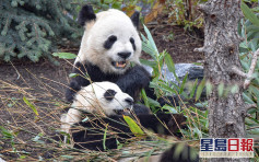 加國大熊貓因疫情未能回國 面臨「斷糧」危機