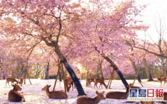 新冠影响游客 奈良鹿群独霸樱花满开景象