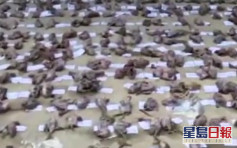 江西男雪櫃藏471隻野生動物屍體 警：畫面驚人