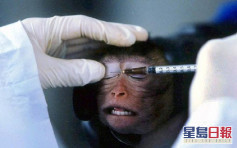 為人類研發疫苗 2400猴子被注射病毒 
