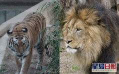 華盛頓國家動物園9獅子老虎 確診感染新冠肺炎