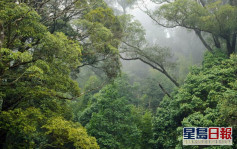 港大研究：農業擴張令熱帶森林碳儲量損失倍增
