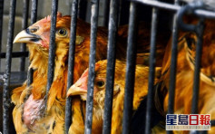 越南金甌省爆H5N1禽流感 本港暫停進口禽肉及禽類產品