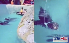 海豹套繩圈幫遊客拉船被批虐待 比利時動物公園稱「自願」