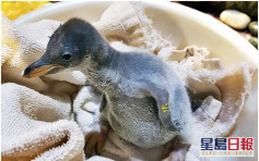 海洋公園3巴布亞企鵝誕生 包括一隻元旦寶寶