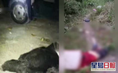 四川女子送孩子返學被黑熊襲擊身亡 另有兩人搜救時死亡
