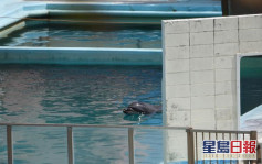 日本水族館倒閉過百動物遭遺棄 被困泳池最孤獨海豚Honey腸炎亡