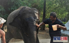 心痛母象被炸死  印度男捐2.5万米土地供大象容身    