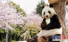 旅居神戶20載 高齡熊貓旦旦將送還中國