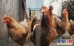 衞生防護中心密切監察 內地新增一宗H5N6禽流感