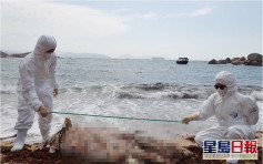 中華白海豚屍體擱淺南丫島沙灘 已嚴重腐爛