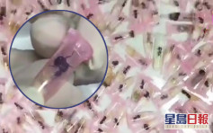 上海海關查獲406隻活體螞蟻 申報品名為「牙科耗材」