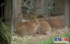 第5波疫情｜新增兩寵物店環境樣本呈陽性 到訪駱克道和大埔廣場I Love Rabbit須強檢