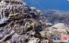 澳洲大堡礁有紀錄以來最熱2月 珊瑚大規模白化 
