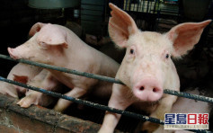 農業農村部指豬肉產量及價格恢復正常