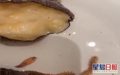 江苏妇惊揭鲍鱼有活虫 厨师：可以吃含高蛋白