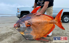 45公斤月魚擱淺俄勒岡州 民眾爭睹全球唯一溫血魚