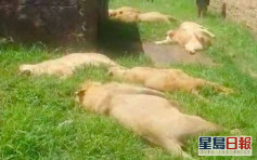 南非8獅遭毒殺 爪及鼻子被割下疑圖製藥