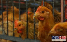 衞生防护中心密切监察内地增两宗H5N6禽流感个案
