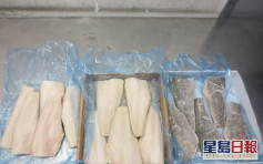 海关机场首检非法进口犬牙鱼产 市值约12万
