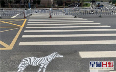 杭州斑馬線真有「斑馬」 交警:加強學童注意安全