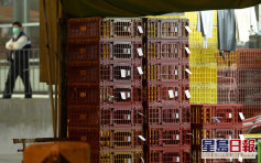 越南高平省爆發禽流感 暫停進口禽肉及禽類產品