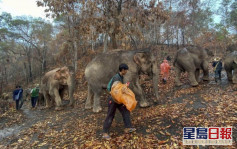 泰象疫情下失业主人无力饲养 逾百象长征徒步送返大自然